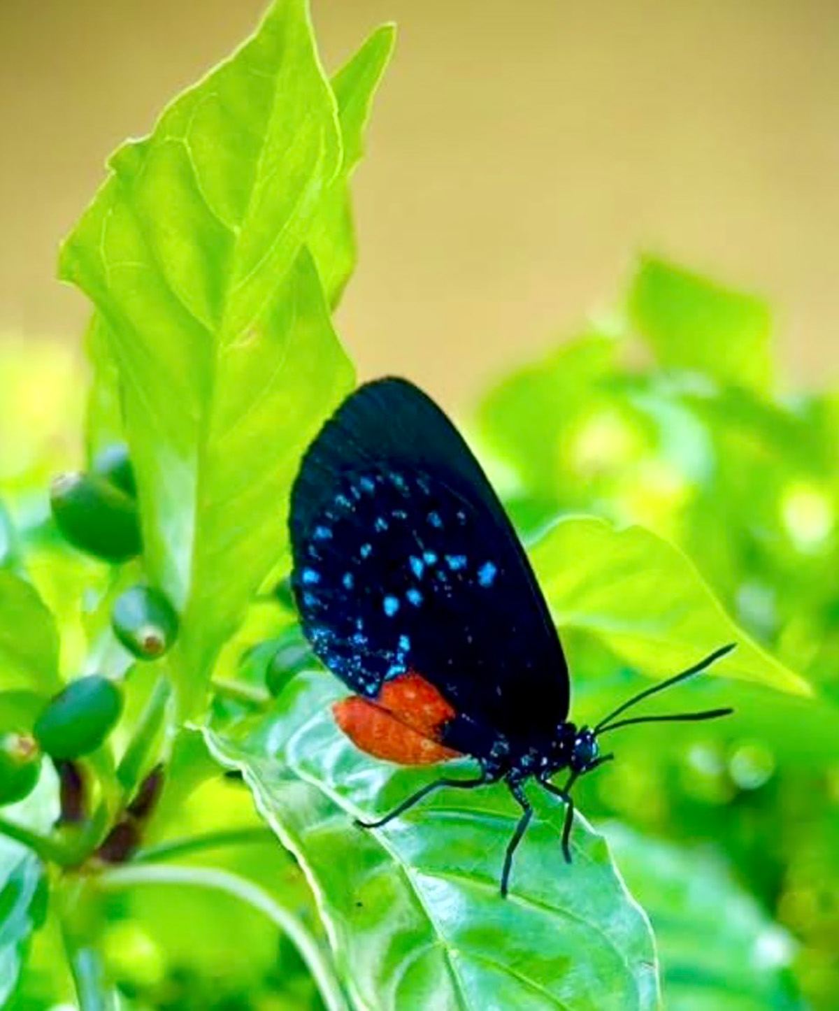 An Atala butterfly resting on coontie in a Boynton Beach Garden Club garden