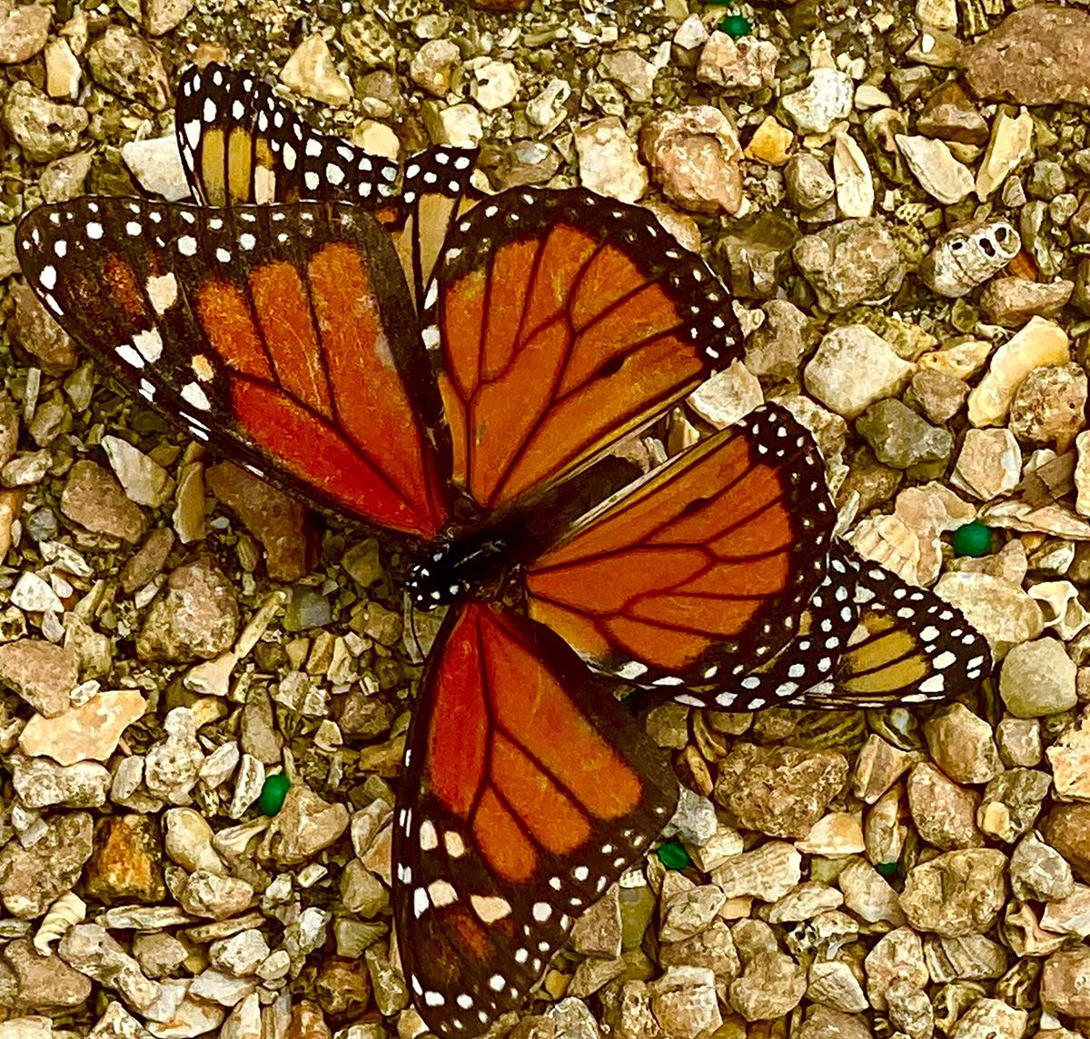 A monarch butterfly at the Certified Butterfly Garden, Schoolhouse Children's Museum, Boynton Beach
